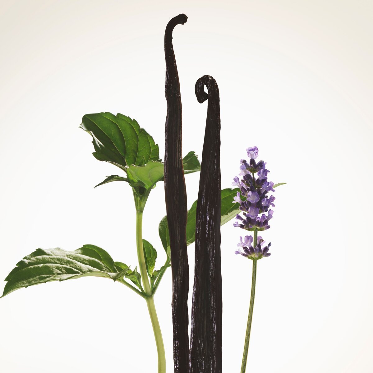 BURBERRY GODDESS INTENSE EAU DE PARFUM